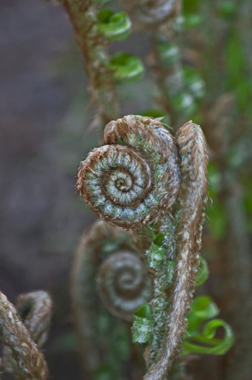 fern frond spiral