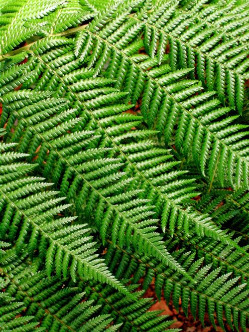 fern background pattern leaves