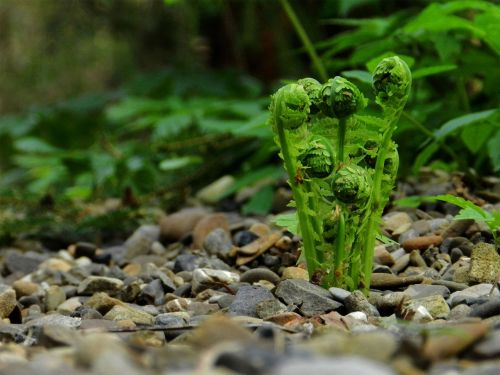 fern plant forest