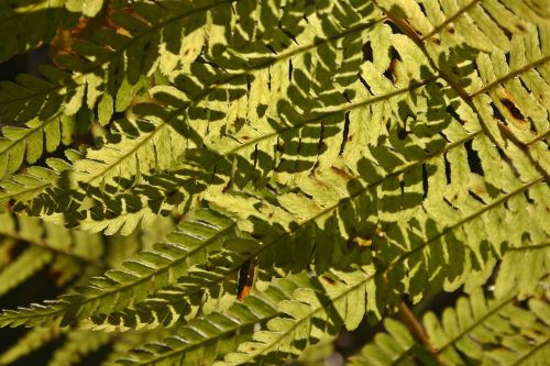 fern bracken forest