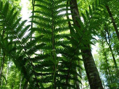 fern forest forest plant