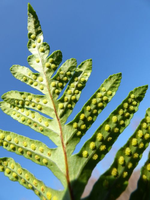 fern spores detail