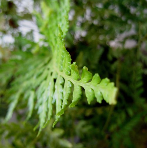 fern leaf bright