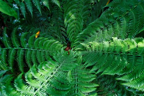 fern leaves green