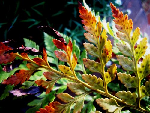 fern leaf leaflets