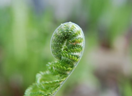 fern unfold green