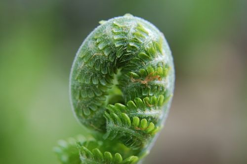 fern unfold green