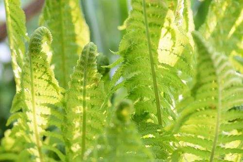 fern plant nature