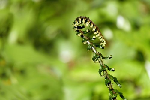 fern young fern fresh shoots