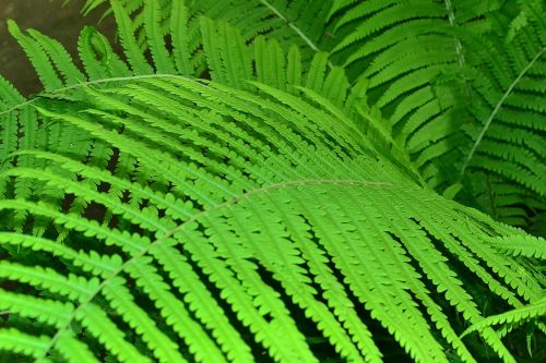 fern leaves greens