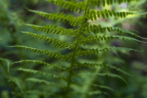 fern ferns green