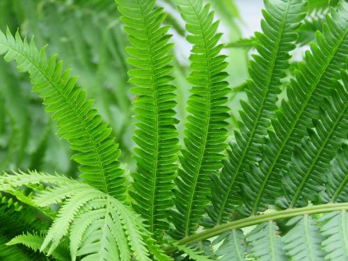 fern plant green