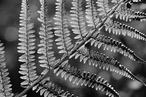 fern plant nature