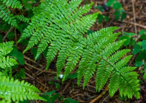 fern macro drip