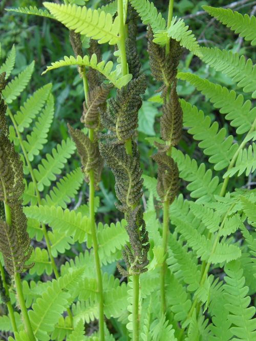 fern field forest