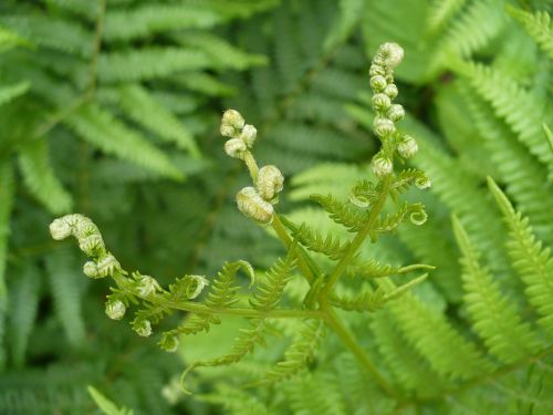 fern nature plant