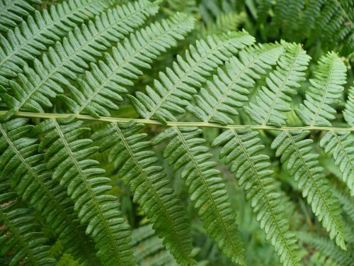 fern nature plant