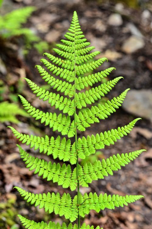 fern plant natural