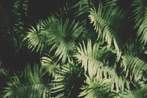 fern green leaf
