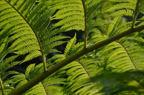 fern leaves branch
