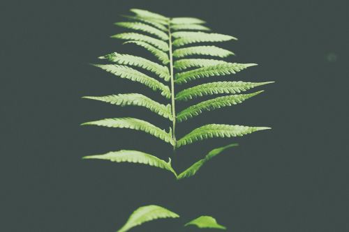 fern green leaf