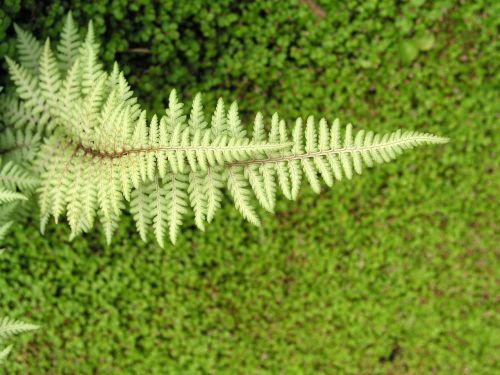 fern leaf nature