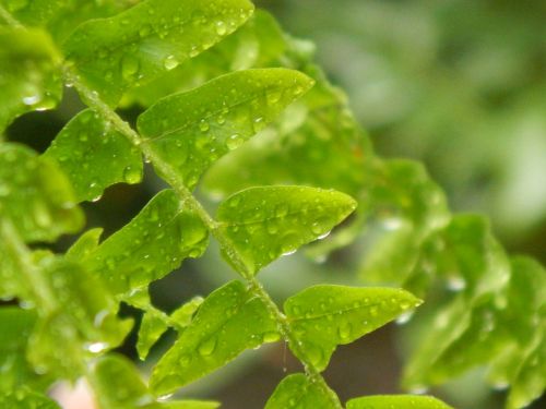 fern wet drops