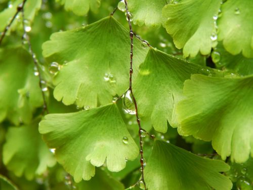 fern green wet