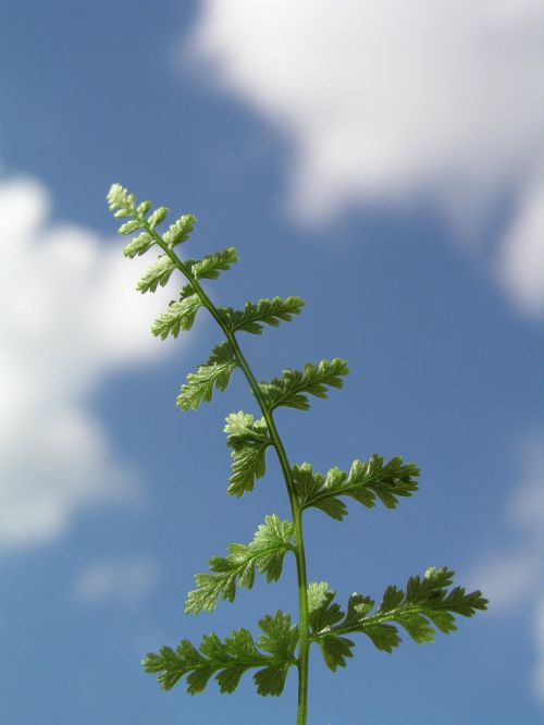 fern leaf nature