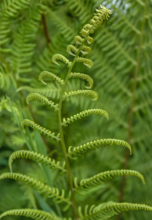 fern forest plant