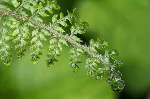fern raindrop green