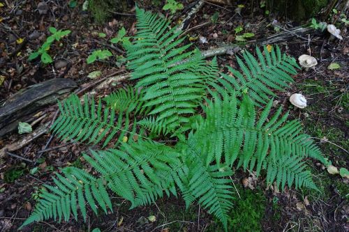 fern forest plant