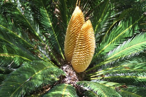 fern plant seeds