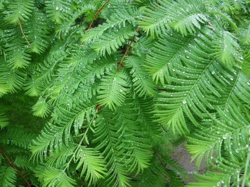 fern green nature