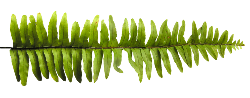 fern leaf plant