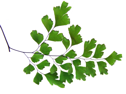 fern maiden hair plant