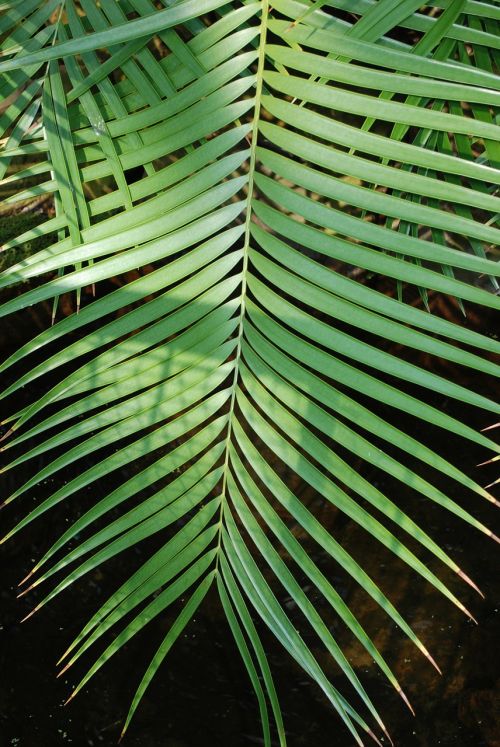 fern leaves plant