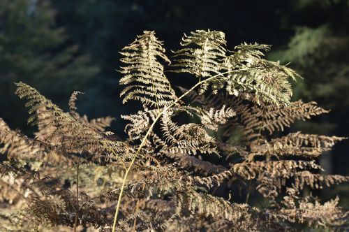 fern forest plant