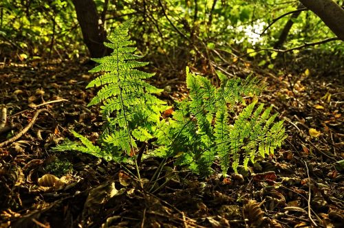 fern plant forest