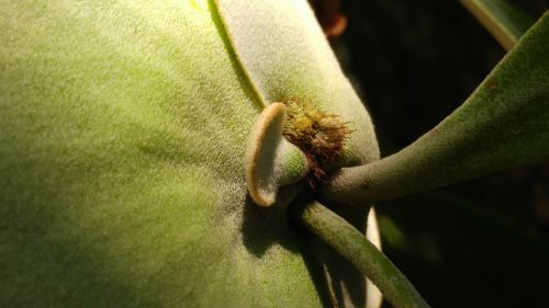 fern platycerium shoots