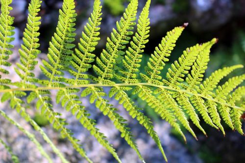 fern forest plants green