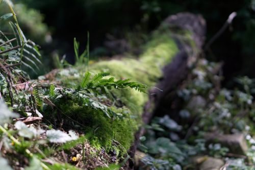 fern grass in the green