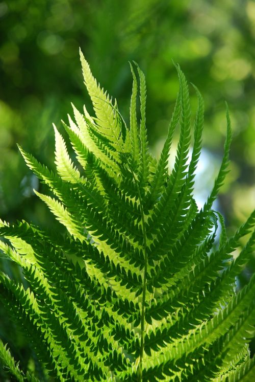 fern green nature