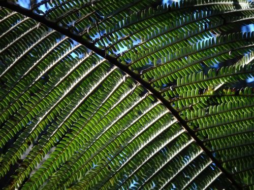 fern jungle rainforest