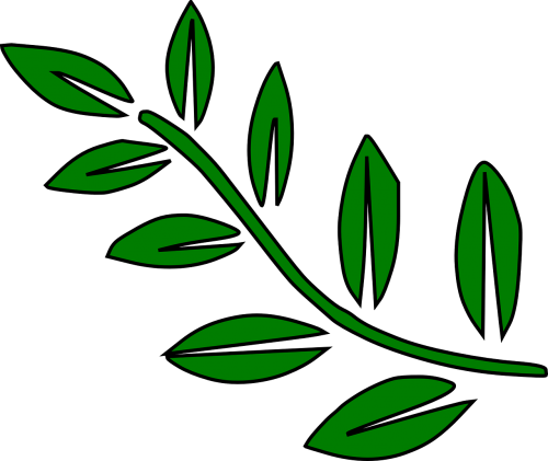 fern leaves green