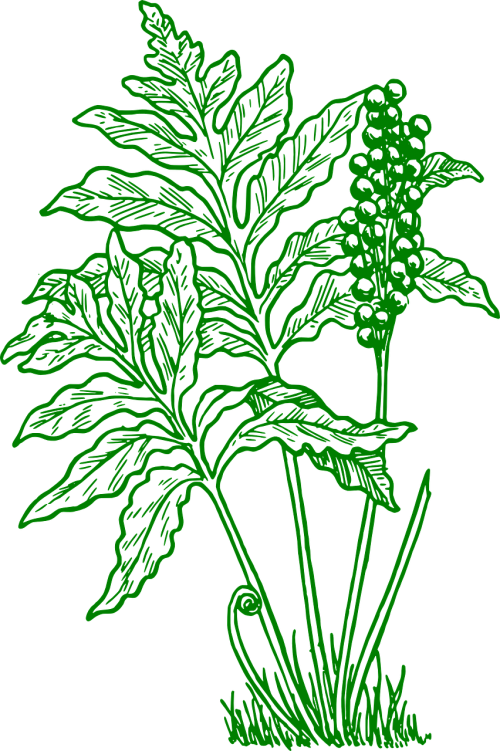 fern plant nature