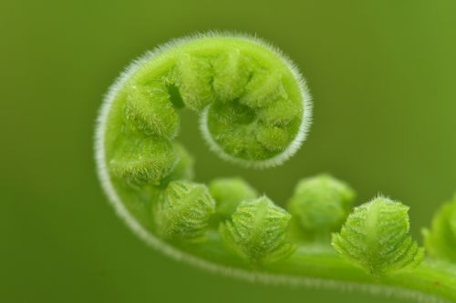 fern roll young frond