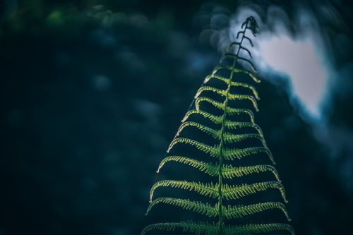 fern blurred background