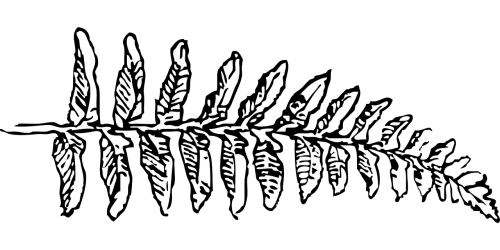 fern branch leaf