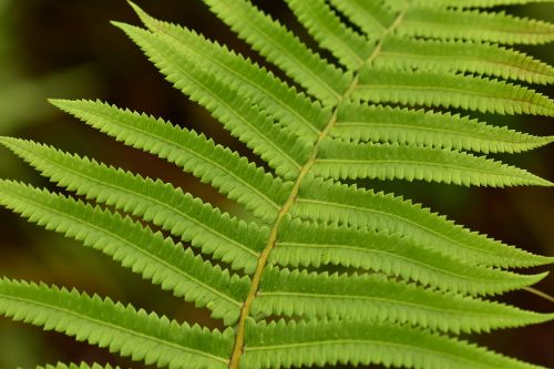 fern leaf foliage